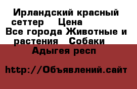 Ирландский красный сеттер. › Цена ­ 30 000 - Все города Животные и растения » Собаки   . Адыгея респ.